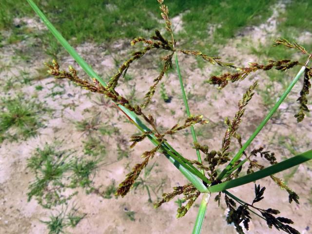 Šáchor (Cyperus iria L.)