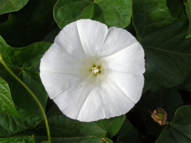 Svlačec rolní (Convolvulus arvensis L.)