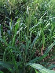 Proso (Panicum bisulcatum Thunb.)