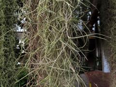 Tilandsie (Tillandsia usneoides (L.) L.)