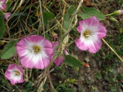 Svlačec rolní (Convolvulus arvensis L.)