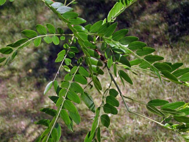 Dřezovec trojtrnný (Gleditsia triacanthos L.)