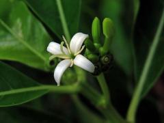 Morinda citrifolia L. s čtyřčetným květem