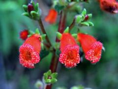 Kohleria hirsuta (Kunth) Regel