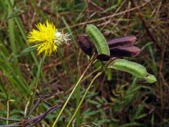 Neptunia plena (L.) Benth.