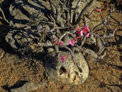 Adenium dhofarense Rzepecky