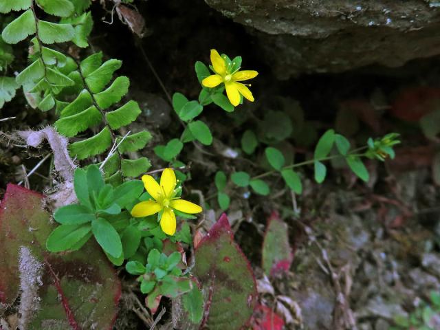 Třezalka rozprostřená (Hypericum humifusum L.)