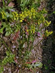 Limonka chobotnatá (Limonium sinuatum (L.) Mill.)