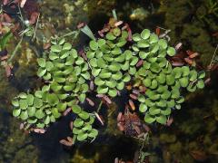 Nepukalka (Salvinia radula Baker)