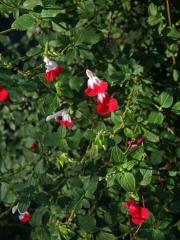 Šalvěj (Salvia microphylla Kunth)