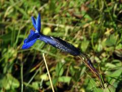 Hořec (Gentiana brachyphylla Vill.)