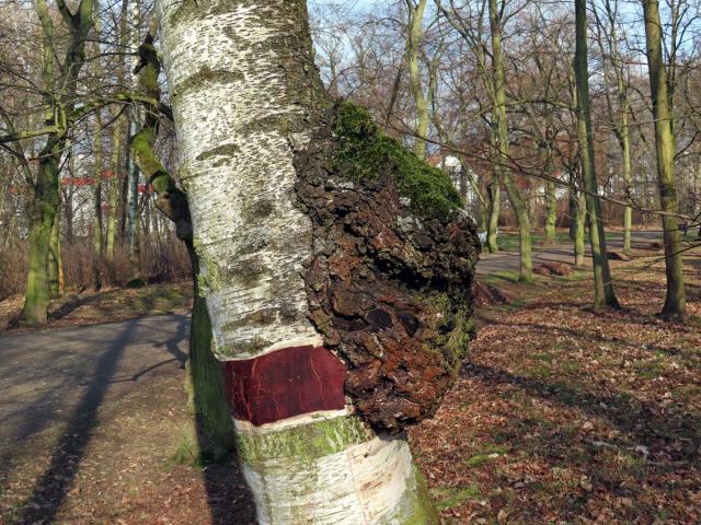 Nádor na bříze bělokoré (Betula pendula Roth) (111)