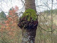 Třešeň ptačí (Prunus avium (L.) L.) (85) s nádorem na kmeni