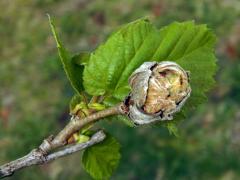 Hálky roztoče hálčivce lískového (Phytoptus avellanae); líska turecká