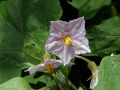 Lilek vejcoplodý (baklažán) (Solanum melongena L.)