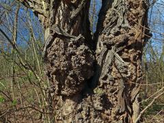 Tumor na akátu (Robinia pseudoacacia L.) (49)