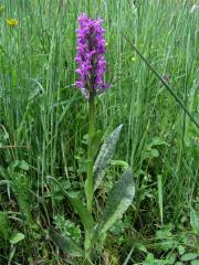 Prstnatec (vstavač) (Dyctylorhiza Nevski)