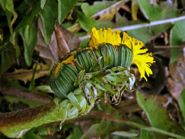 Smetánka lékařská (Taraxacum officinale L.) - fasciace stonku (38b)