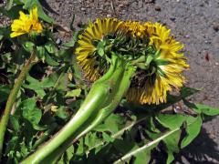 Smetánka lékařská (Taraxacum officinale L.) - fasciace stonku (38e)