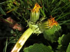 Smetánka lékařská (Taraxacum officinale L.) - fasciace stonku (39c)