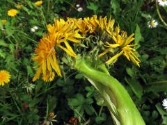 Smetánka lékařská (Taraxacum officinale L.) - fasciace stonku (41b)