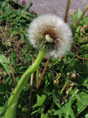 Smetánka lékařská (Taraxacum officinale L.) - fasciace stonku (423a)