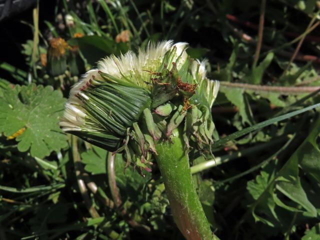 Smetánka lékařská (Taraxacum officinale L.) - fasciace stonku (45a)