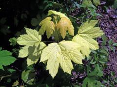 Javor klen (Acer pseudoplatanus L.) s panašovanými listy (6h)