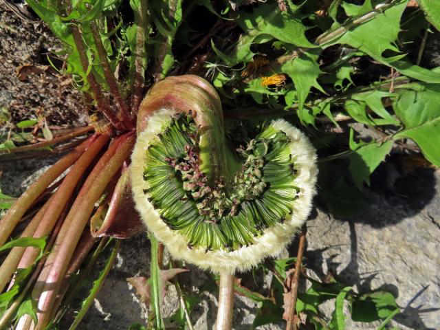 Smetánka lékařská (Taraxacum officinale L.) - fasciace stonku (46b)