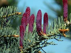 Jedle ojíněná (Abies concolor Gord. et Glend.)