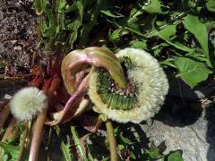 Smetánka lékařská (Taraxacum officinale L.) - fasciace stonku (46c)
