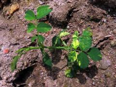 Chybění chlorofylu růže šípkové (Rosa canina L.)