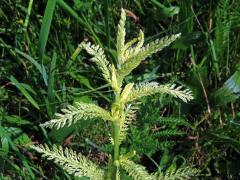 Řebříček obecný (Achillea millefolium L.) s částečným chyběním chlorofylu (2c)