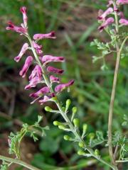 Zemědým lékařský (Fumaria officinalis L.)