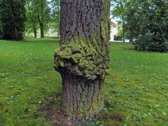 Nádor na dubu letním (Quercus robur L.)  (67)