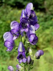 Oměj tuhý moravský (Aconitum firmum Rchb. subsp. moravicum Skalický)