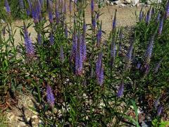 Rozrazil vstavačovitý (Veronica orchidea Crantz)
