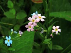 Pomněnka lesní (Myosotis sylvatica Hoffm.) s růžovými květy (7)