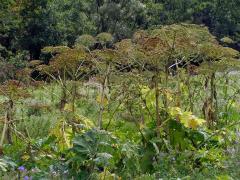 Bolševník velkolepý (Heracleum mantegazzianum Sommier et Levier)