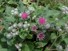 Lopuch (Arctium L.)