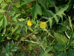 Mléč (Sonchus L.)