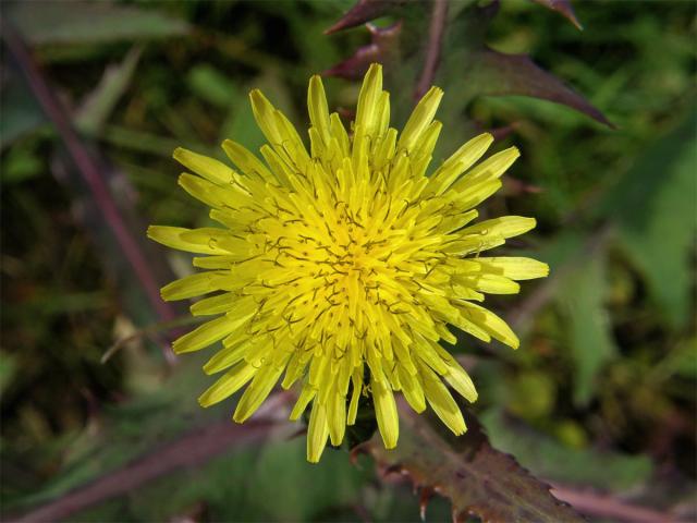 Mléč zelinný (Sonchus oleraceus L.)