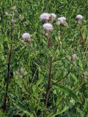 Pcháč oset (Cirsium arvense (L.) Scop.)