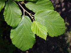 Vilín japonský (Hamamelis japonica Sieb. et Zucc.)