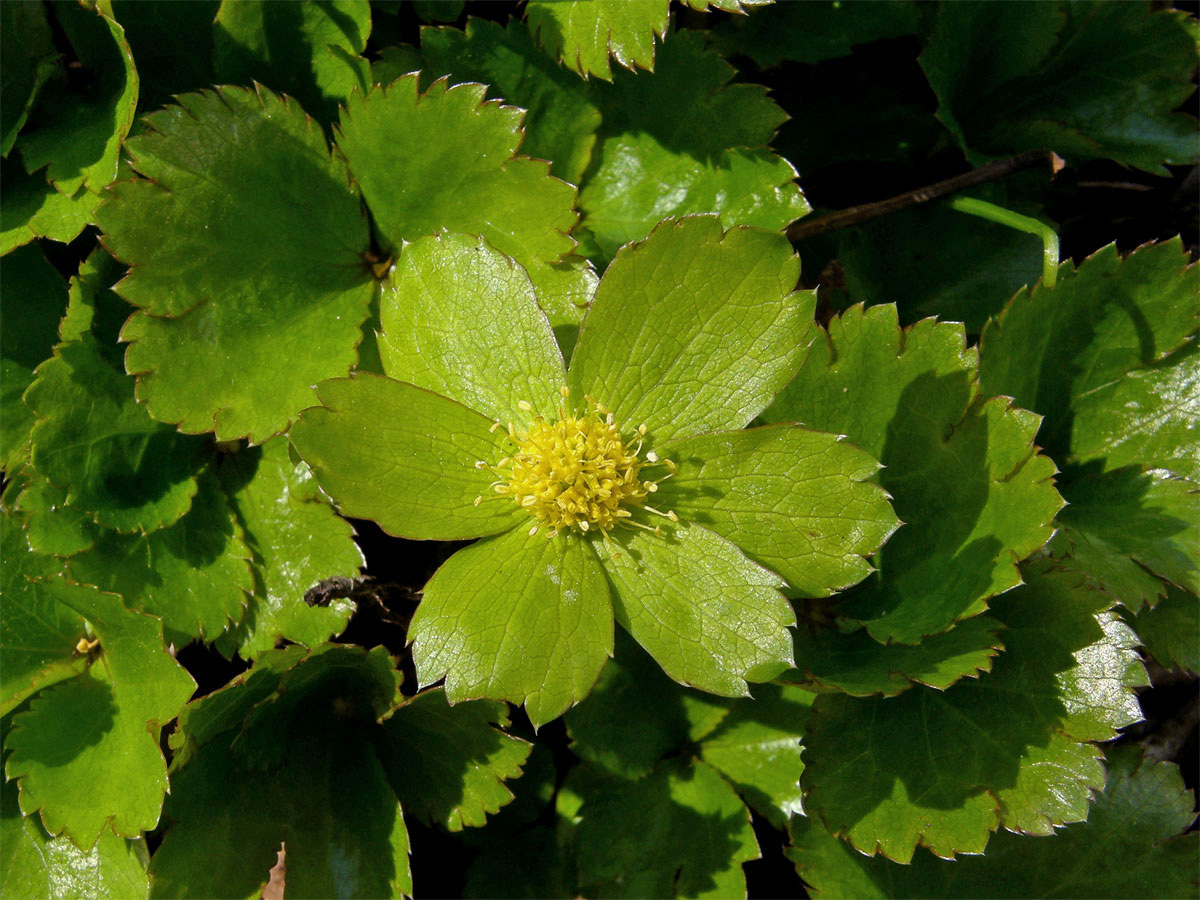 Hvězdnatec zubatý (čemeřicový) (Hacquietia epipactis (Scop.) D. C.) - vícečetný obal (1)