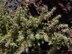 Forsskaolea angustifolia Retz.