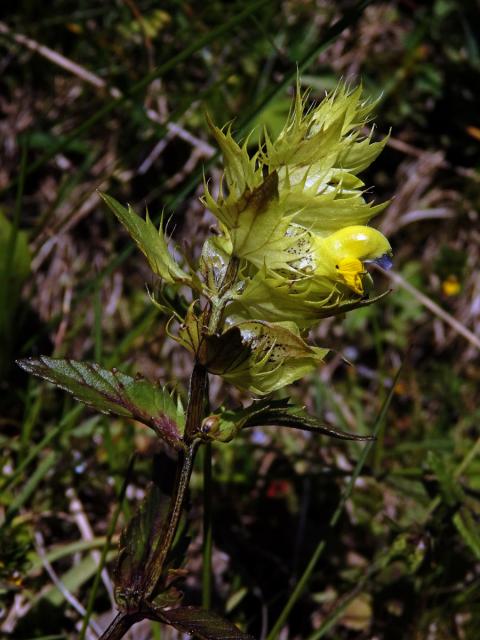 Kokrhel vysokohorský (Rhinanthus glacialis Personnat)
