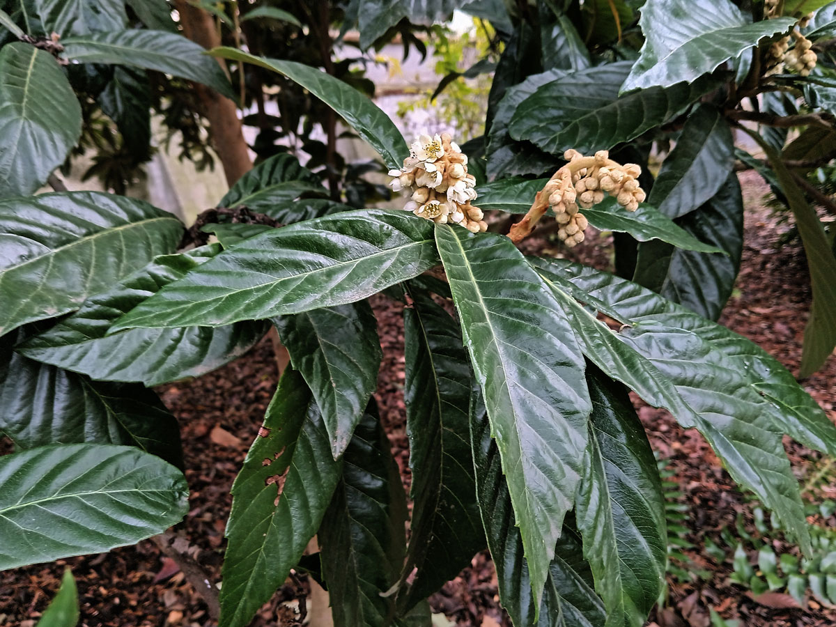 Lokvát japonský (Eriobotrya japonica (Thunb.) Lindl.)