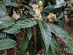 Lokvát japonský (Eriobotrya japonica (Thunb.) Lindl.)