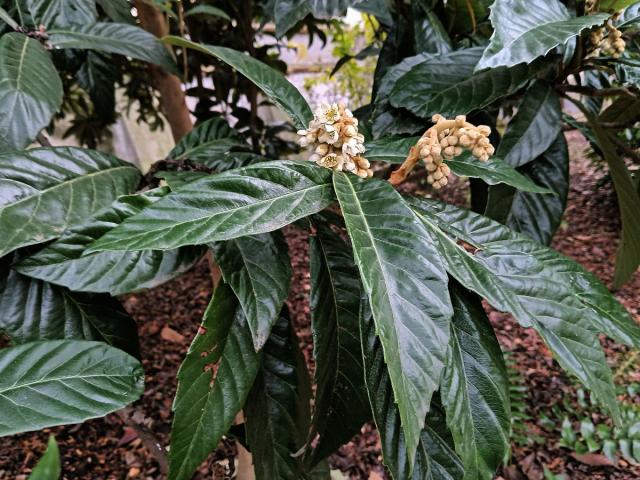 Lokvát japonský (Eriobotrya japonica (Thunb.) Lindl.)
